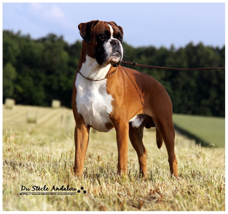 CH. Chelton de la Mare du Carreau