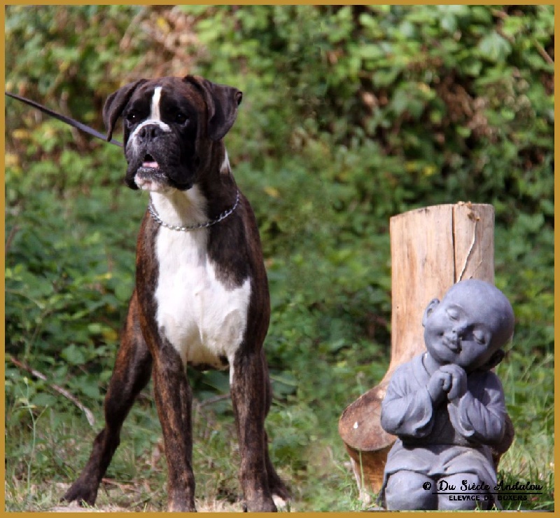 Jérico Du Siecle Andalou