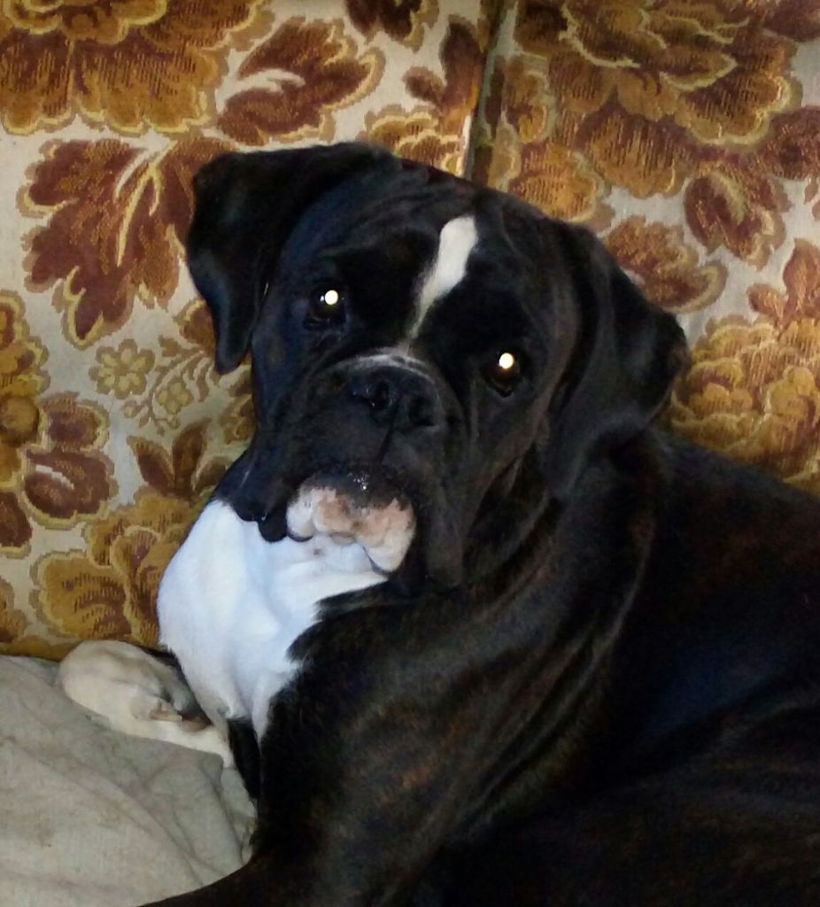 Junes Du Siecle Andalou