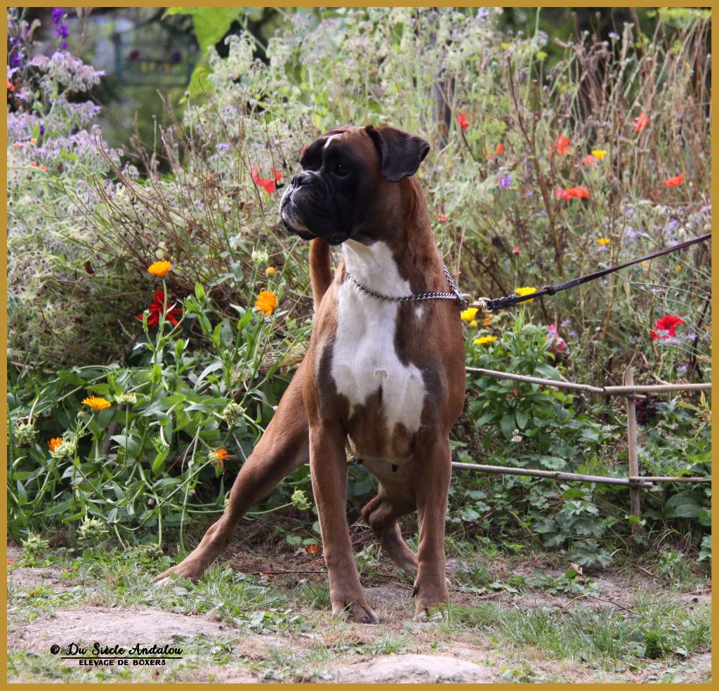 Hanae Du Siecle Andalou