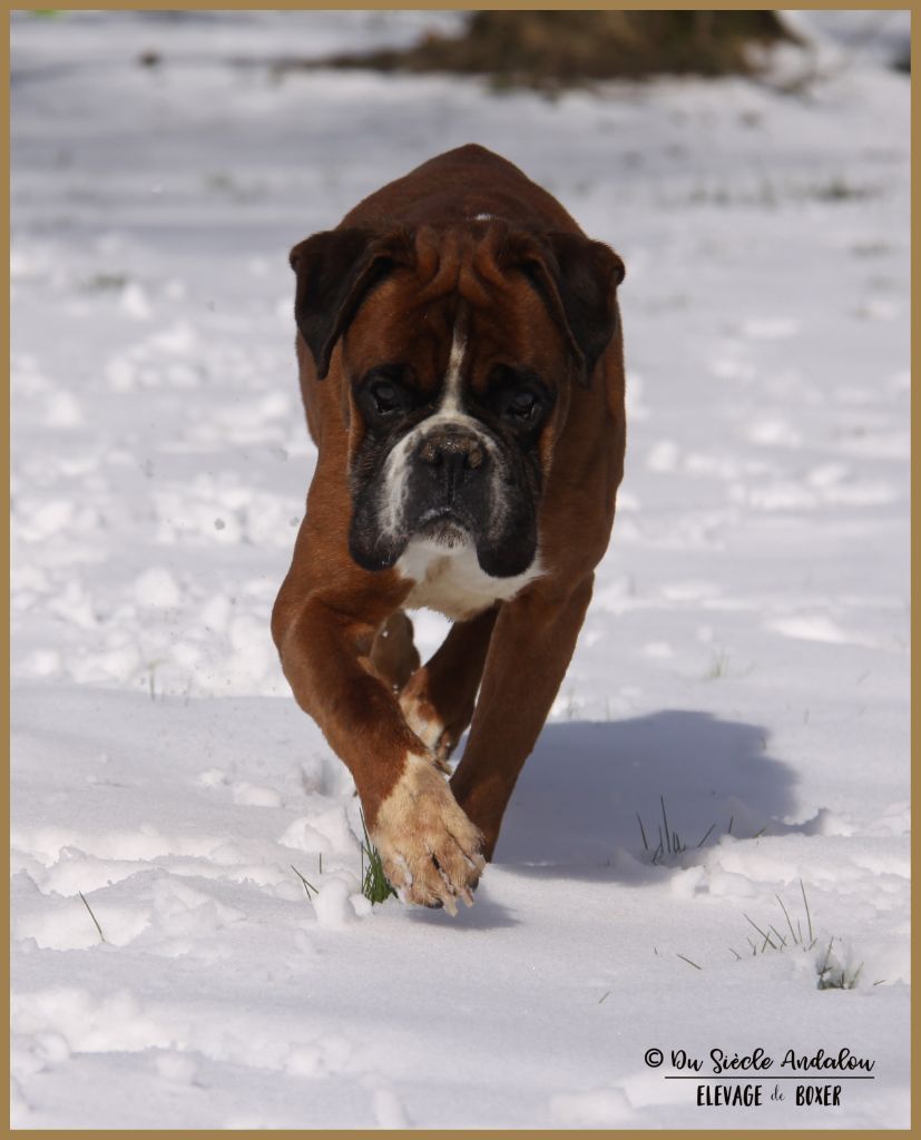 Charly du Château de Montmort