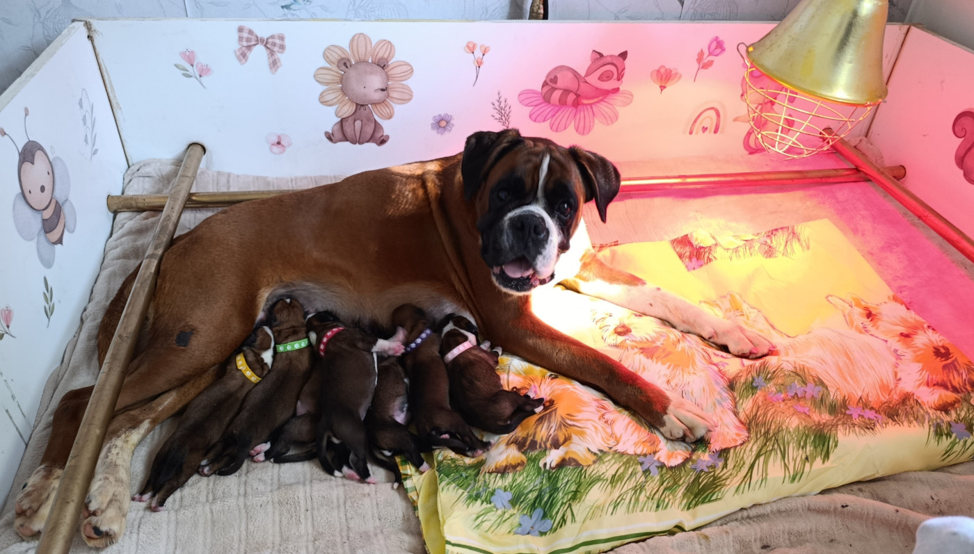 Chiot Boxer Du Siecle Andalou