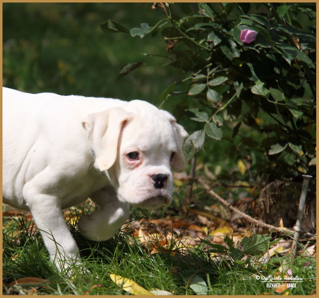 Du Siecle Andalou - Boxer - Portée née le 28/04/2017