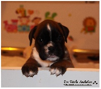 CHIOT