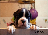 CHIOT