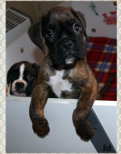 Du Siecle Andalou - Boxer - Portée née le 15/09/2014